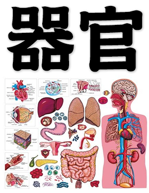 organ, body organ