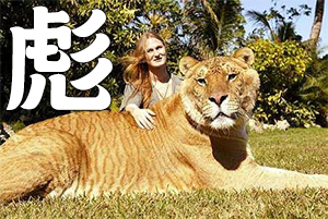 Liger