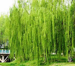 willow