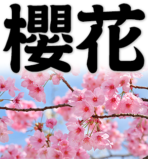 sakura, cherry blossom