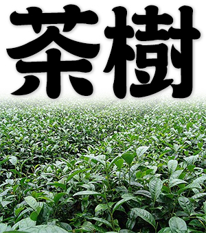 tea tree, tea plant, tea shrub