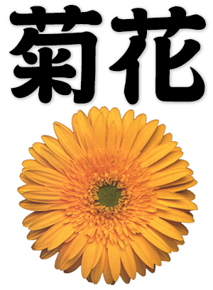 chrysanthemum, mums, mum flower