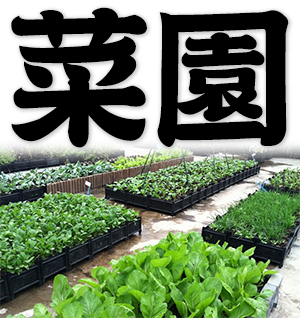 olitory, kitchen garden, vegetable garden