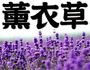lavender