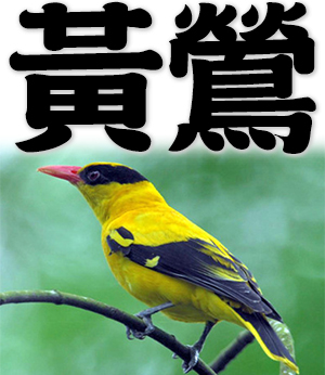 golden oriole