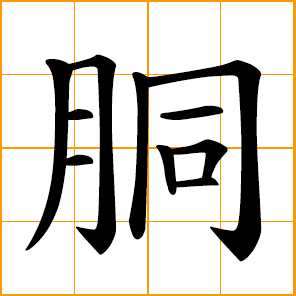 torso, trunk, body