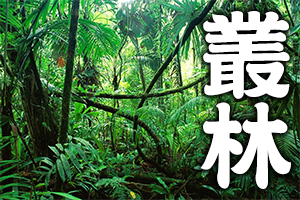 jungle