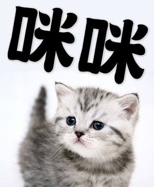 Mimi, endearing name of a cat