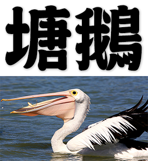 pelican