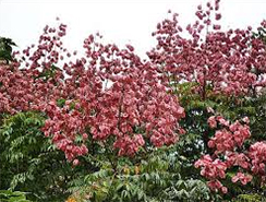 flamegold tree, Taiwanese rain tree