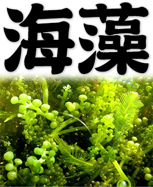 seaweed, marine algae