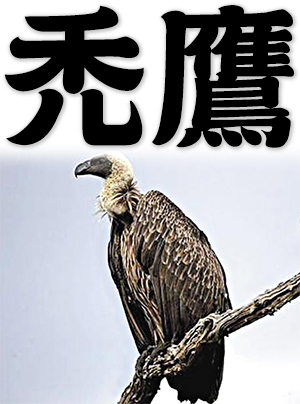 vulture, condor, bald eagle