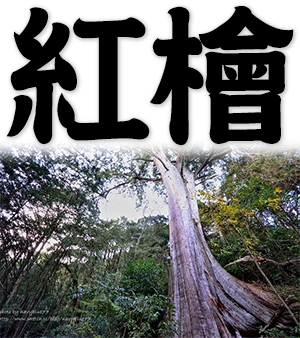 Taiwan cypress, Formosan cypress