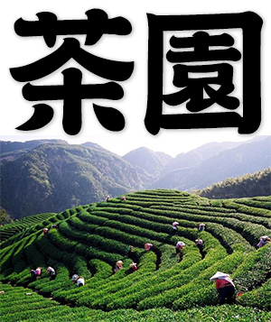 tea garden, tea plantation