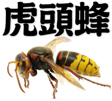 wasp, hornet
