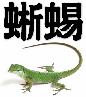 lizard