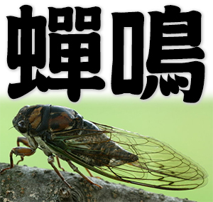 song of cicadas, chirping of cicadas