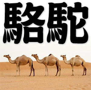 camel